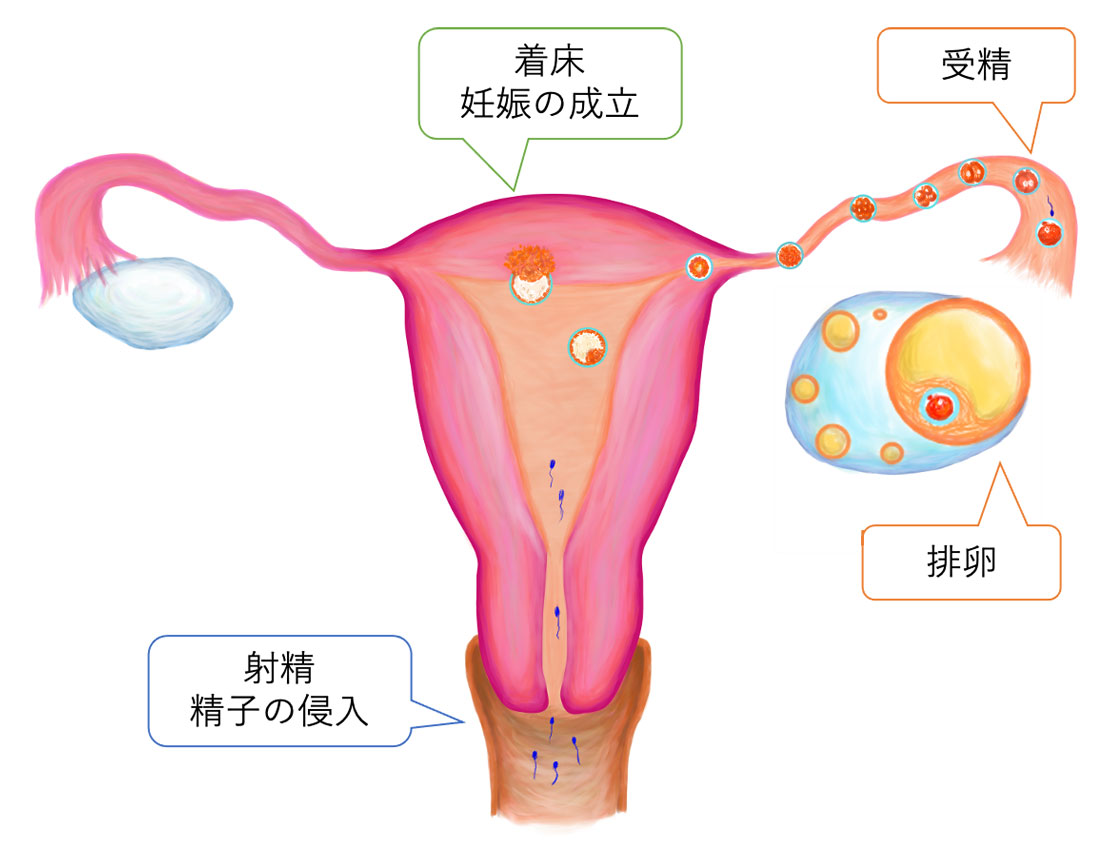 妊娠すること