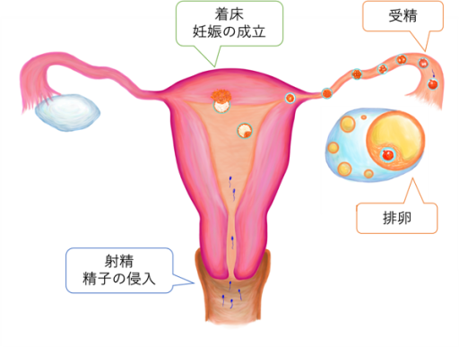 妊娠する